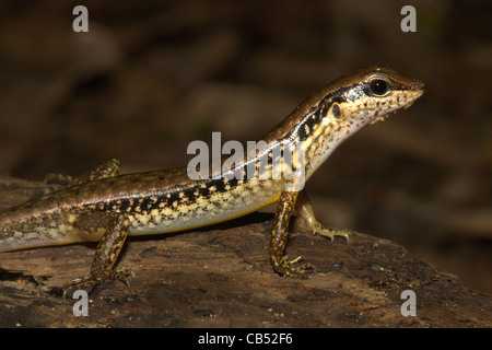 Sphenomorphus Maculatus, Spotted Wald Skink, Thailand, Khao Sok Nationalpark Stockfoto