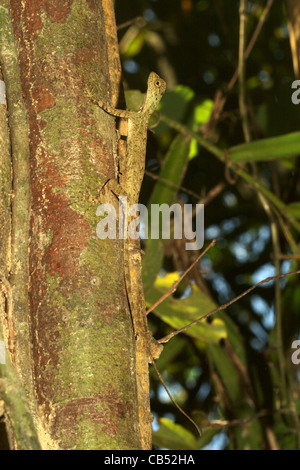 Vergitterten gleiten Drachen Draco Taeniopterus, Thailand Stockfoto