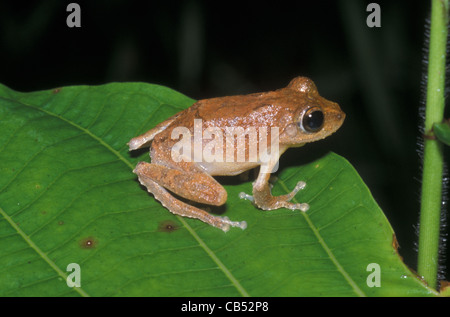 Philautus hoshii, Borneo Schaumnest Frosch, Borneo Stockfoto