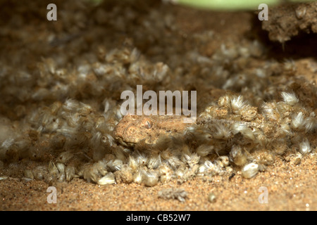 Gehörnte Blätterteig Adder, Bitis Caudalis, Namib-Wüste, Namibia Stockfoto
