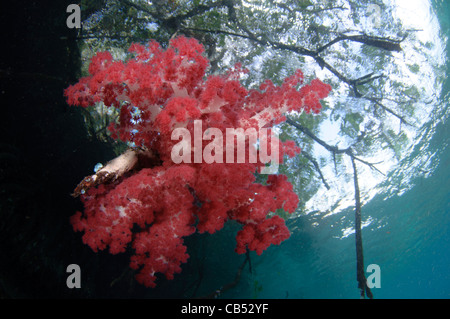 Weichkorallen wachsen auf den Wurzeln der Mangrovenbäume, Dendronephthya SP., blauen Wasser Mangroven, Raja Ampat, West Papua, Indonesien Stockfoto