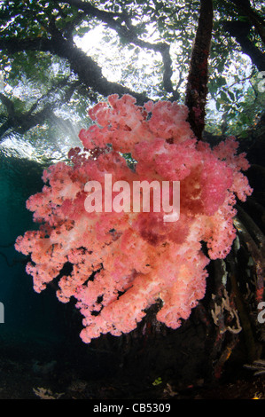 Weichkorallen wachsen auf den Wurzeln der Mangrovenbäume, Dendronephthya SP., blauen Wasser Mangroven, Raja Ampat, West Papua, Indonesien Stockfoto