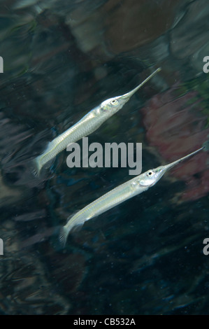 Mündungs Halbschnäbler, Zenarchopterus Dispar, Nachdenken über die Oberfläche, blaue Wasser Mangroven, Raja Ampat, West-Papua, Indonesien, P Stockfoto