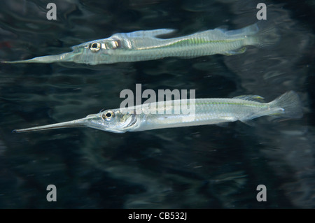 Mündungs Halbschnäbler, Zenarchopterus Dispar, Nachdenken über die Oberfläche, blaue Wasser Mangroven, Raja Ampat, West-Papua, Indonesien Stockfoto