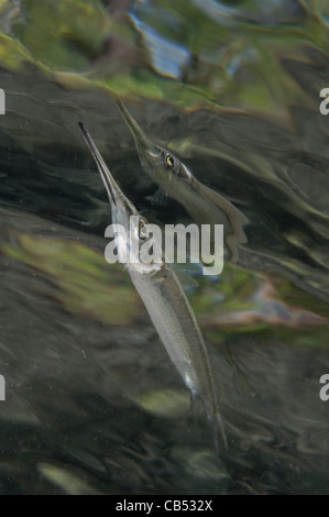 Mündungs Halbschnäbler, Zenarchopterus Dispar, Nachdenken über die Oberfläche, blaue Wasser Mangroven, Raja Ampat, West-Papua, Indonesien Stockfoto