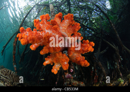 Weichkorallen wachsen auf den Wurzeln der Mangrovenbäume, Dendronephthya SP., blauen Wasser Mangroven, Raja Ampat, West Papua, Indonesien Stockfoto