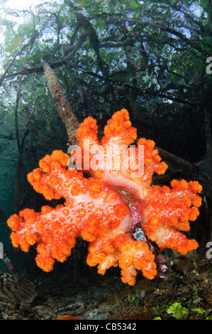 Weichkorallen wachsen auf den Wurzeln der Mangrovenbäume, Dendronephthya SP., blauen Wasser Mangroven, Raja Ampat, West Papua, Indonesien Stockfoto