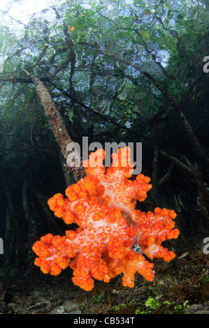 Weichkorallen wachsen auf den Wurzeln der Mangrovenbäume, Dendronephthya SP., blauen Wasser Mangroven, Raja Ampat, West Papua, Indonesien Stockfoto