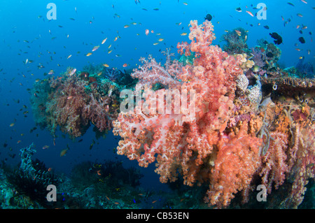 Weichkorallen und tropische Fische, Dendronephthya SP., Misool, Raja Ampat, West Papua, Indonesien, Pazifik Stockfoto