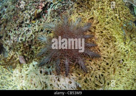 Eine Krone aus Dornen Seestern, Acanthaster Planci verschlingt langsam eine große Tischkoralle, Acropora SP., Raja Ampat, West-Papua Stockfoto