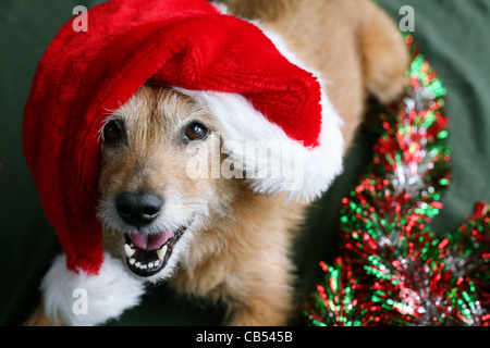 Scruffy Terrier Hund trägt eine Weihnachtsmütze mit einem glücklichen Grinsen auf ihrem Gesicht blickte Stockfoto
