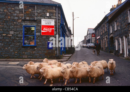 Ein Bauer geht seine Schafe auf einer Dorfstraße in Wales, UK Stockfoto