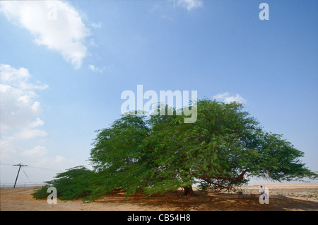 Der "Baum des Lebens" einen geschützten Baum in der Wüste, Bahrain. Stockfoto