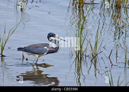 Dreifarbigen Reiher, Egretta Tricolor, stalking Essen in den küstennahen Sümpfen in South Padre Island. Stockfoto