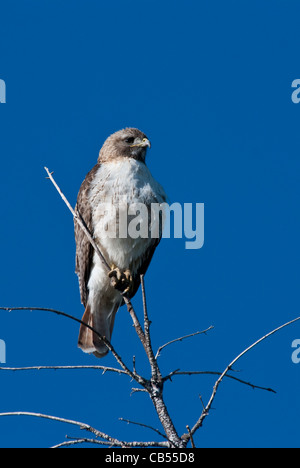 Rot - angebundener Falke Buteo Jamaicensis Mesa Verde National Park, Colorado USA Stockfoto