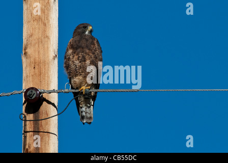 Swainson's Hawk Buteo Swainsoni dunkle phase Arapaho National Wildlife Refuge Colorado USA Stockfoto