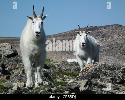 Rocky Mountain Goats Oreamnos Americanus Absaroka-Beartooth Wildnis Montana USA Stockfoto