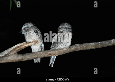 2 junge Tawny frogmouths. Podargus strigoides thront in einem Baum in der Nacht. Stockfoto