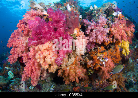 Weichkorallen und tropische Fische, Dendronephthya SP., Misool, Raja Ampat, West Papua, Indonesien, Pazifik Stockfoto