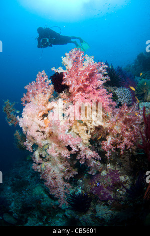 Weichkorallen an einem tropischen Riff, Dendronephthya SP., mit Taucher im Hintergrund, Raja Ampat, West-Papua, Indonesien, Pazifik Stockfoto