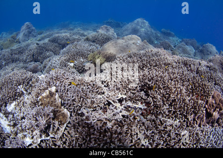 Harte Korallengarten mit einer Vielzahl von Sarcophyton, Litophyton SP., Porites SP., Tabelle, Leder und Hirschhorn Korallen, Acropora SP. Stockfoto