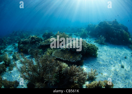 Harte Korallengarten mit einer Vielzahl von Sarcophyton, Litophyton SP., Porites SP., Tabelle, Leder und Hirschhorn Korallen, Acropora SP. Stockfoto