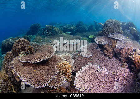 Harte Korallengarten mit einer Vielzahl von Sarcophyton, Litophyton SP., Porites SP., Tabelle, Leder und Hirschhorn Korallen, Acropora SP. Stockfoto