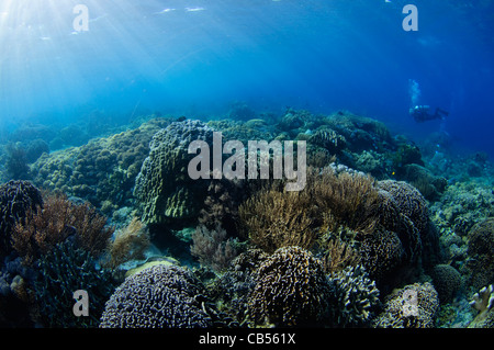 Harte Korallengarten mit einer Vielzahl von Sarcophyton, Litophyton SP., Porites SP., Tabelle, Leder und Hirschhorn Korallen, Acropora SP. Stockfoto