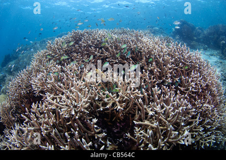 Harte Korallengarten mit einer Vielzahl von Sarcophyton, Litophyton SP., Porites SP., Tabelle, Leder und Hirschhorn Korallen, Acropora SP. Stockfoto