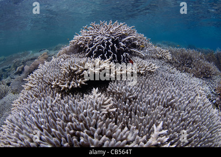 Harte Korallengarten mit einer Vielzahl von Tisch, Leder und Hirschhorn Korallen, Acropora SP., Porites SP., Litophyton sp. Stockfoto