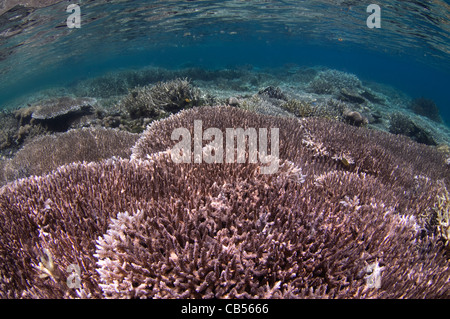 Harte Korallengarten mit einer Vielzahl von Sarcophyton, Litophyton SP., Porites SP., Tabelle, Leder und Hirschhorn Korallen, Acropora SP. Stockfoto