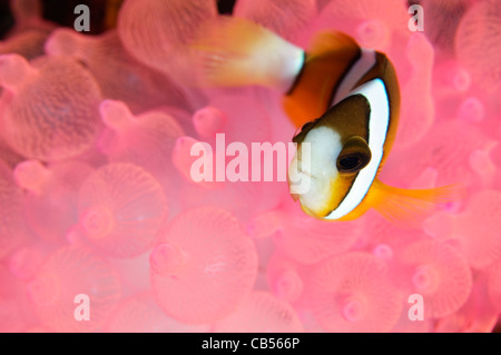 Clarks Anemonenfische, Amphiprion Clarkii in rosa Blase Tipp Anemone, Sangeang Volcanic Island, Nusa Tenggara, Indonesien, Pazifik Stockfoto