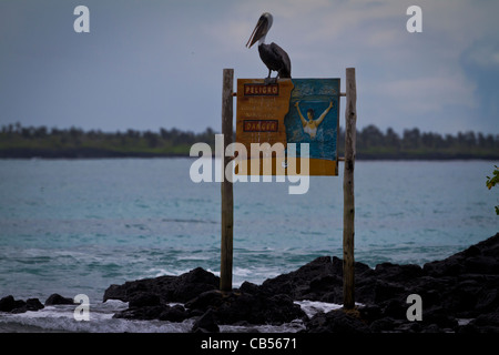 Galapagos Tierwelt Tier Gefahr wilde Pelikan unterzeichnen im freien Umwelt Sonnenlicht Park Reserve isoliert Sonne gefährdet Stockfoto