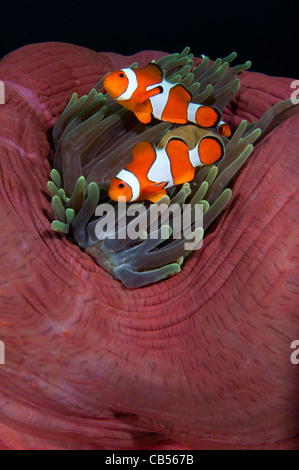 Falscher Clownfisch Amphiprion Ocellaris in eine geballt auf herrlichen Anemone, Heteractis Magnifica, Cannibal Rock, Komodo Stockfoto