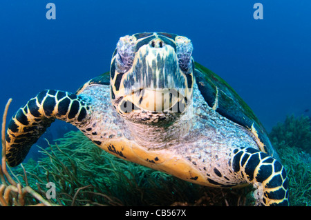 Hawksbill Turtle, Eretmochelys Imbricata, Komodo National Park, Indonesien, Pazifischer Ozean Stockfoto