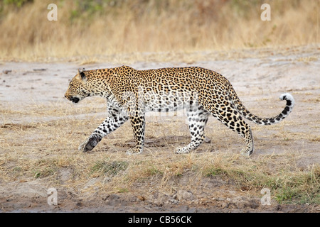 Männliche Leoparden (Panthera Pardus) Wandern, Sabie Sand Naturschutzgebiet, Südafrika Stockfoto