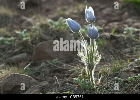 Amerikanische Pasque Blumen Pulsatilla Patens San Isabel National Forest Colorado USA Stockfoto