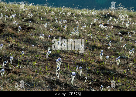 Amerikanische Pasque Blumen Pulsatilla Patens San Isabel National Forest Colorado USA Stockfoto