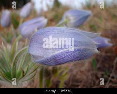 Amerikanische Pasque Blumen Pulsatilla Patens San Isabel National Forest Colorado USA Stockfoto