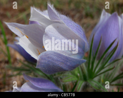 Amerikanische Pasque Blumen Pulsatilla Patens San Isabel National Forest Colorado USA Stockfoto