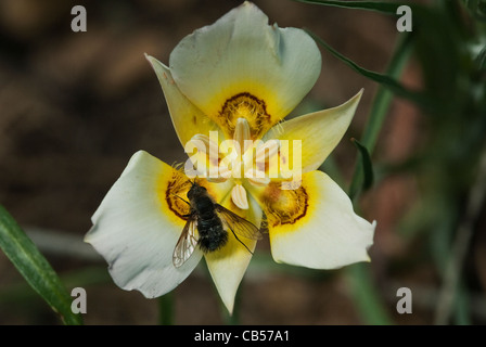 Sego Lily Calochortus Nuttallii Mesa Verde Nationalpark Colorado USA Stockfoto