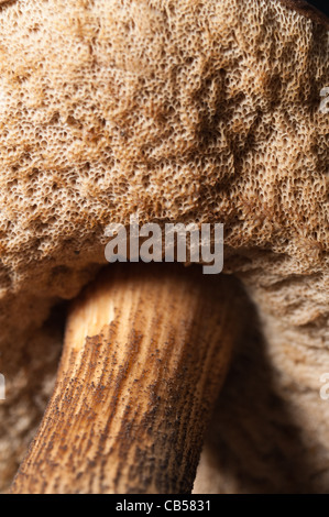 Unterseite des Boletus Pilz mit ihren Spore-Struktur an den Kiemen. Braune Birke Steinpilzen in Kent Wald, Herbst Stockfoto