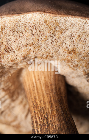 Unterseite des Boletus Pilz mit ihren Spore-Struktur an den Kiemen. Braune Birke Steinpilzen in Kent Wald, Herbst Stockfoto