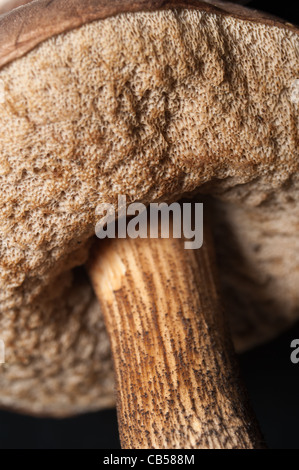 Unterseite des Boletus Pilz mit ihren Spore-Struktur an den Kiemen. Braune Birke Steinpilzen in Kent Wald, Herbst Stockfoto