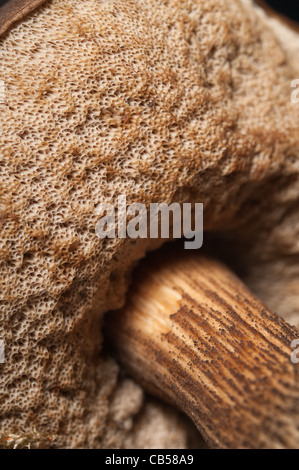 Unterseite des Boletus Pilz mit ihren Spore-Struktur an den Kiemen. Braune Birke Steinpilzen in Kent Wald, Herbst Stockfoto