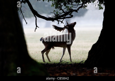 Ein Damhirsch Bock in der Silhouette - auf der Suche nach Nahrung während der Brunft autmnal Stockfoto