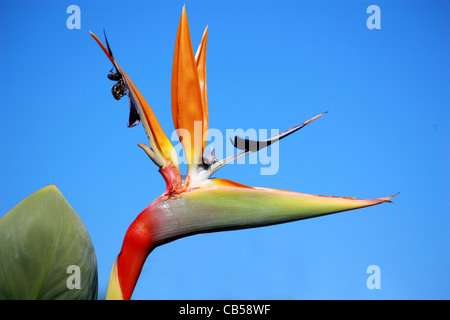 Nahaufnahme einer Strelitzie Blume Stockfoto