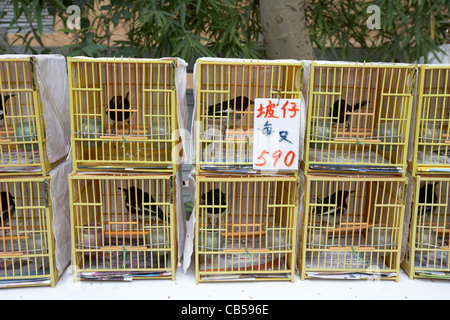 Vögel im Käfig zu verkaufen in Yuen po street Bird garden Mongkok Bezirk Kowloon Hong Kong Sonderverwaltungsregion Hongkong China Stockfoto