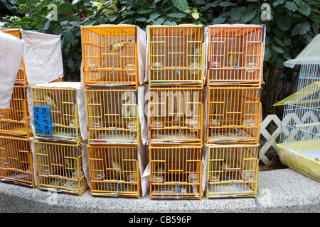 kleine Vögel im Käfig zu verkaufen in Yuen po street Bird garden Mongkok Bezirk Kowloon Hong Kong Sonderverwaltungsregion Hongkong China Stockfoto