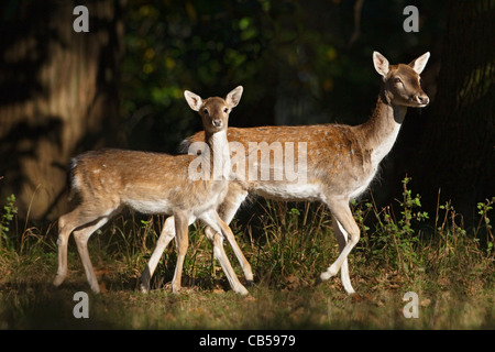 Damwild Doe und junges Reh Wald hochkant Stockfoto